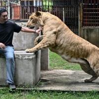 ‘Absolute madness’: Thailand’s pet lion problem | National