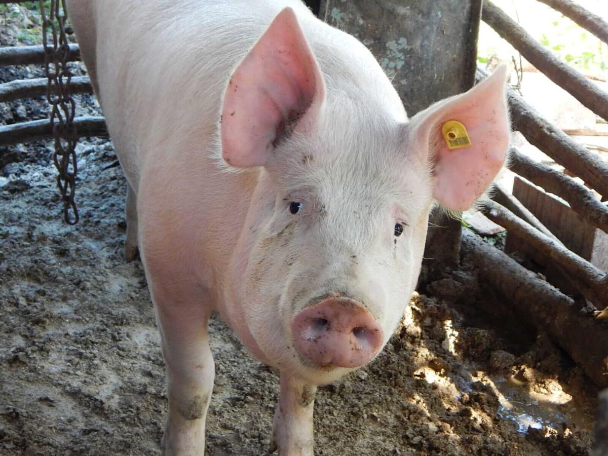 Hogs End Friday with Weakness