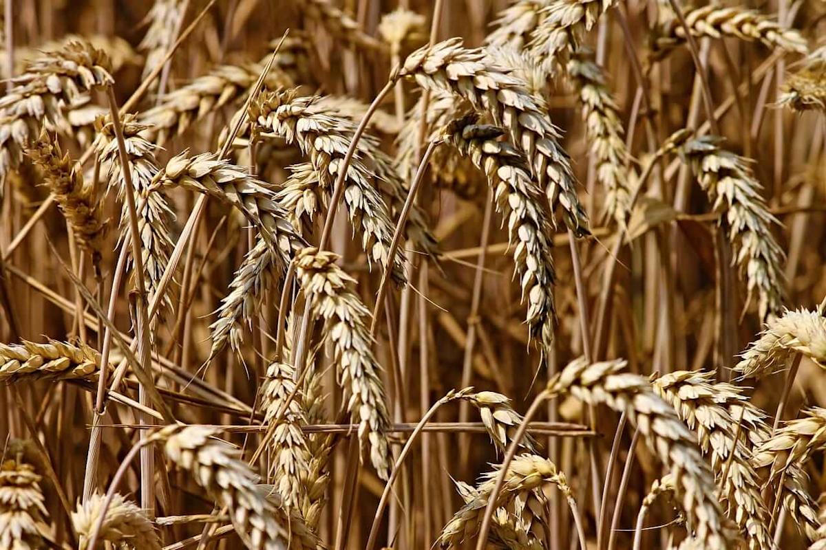 Wheat Sees Rally on Tuesday with Weaker US Dollar