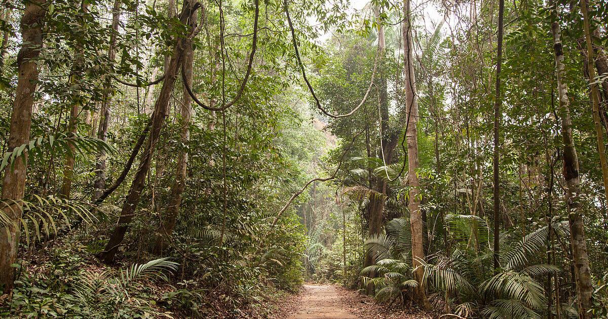 Protecting Amazon Forests May Also Protect Human Health, Study Finds | Health