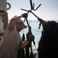 Bulgarian mussel farmers face risk, and chance, in hotter sea | National
