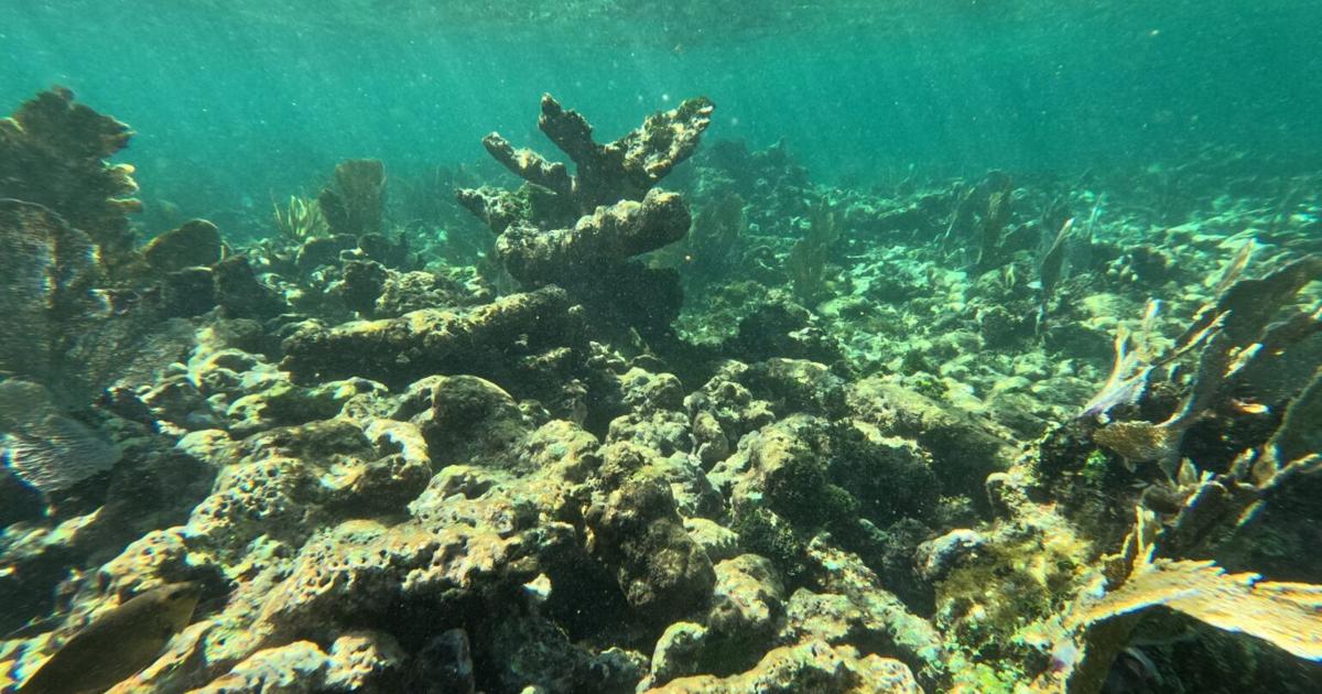 Coral reefs begin death spiral as climate tipping point nears | National
