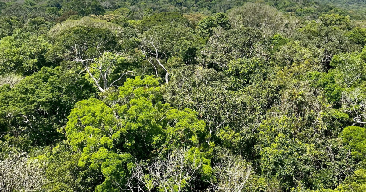 Study finds Amazon trees growing bigger despite climate change | National