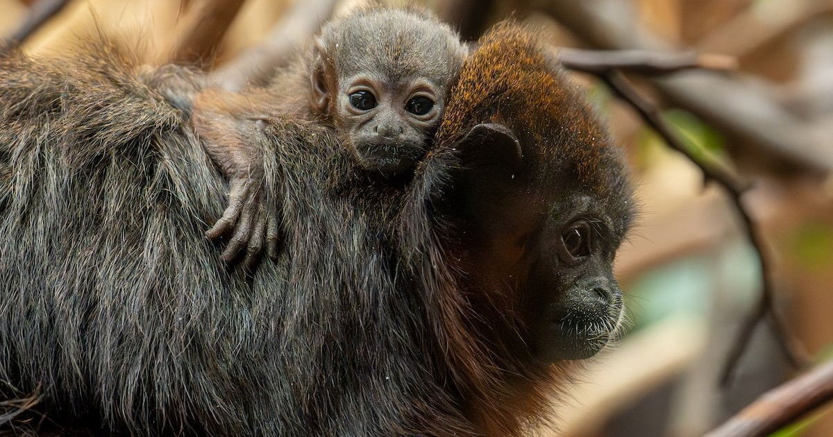 Newborn monkey clings to parents after being born at zoo | National