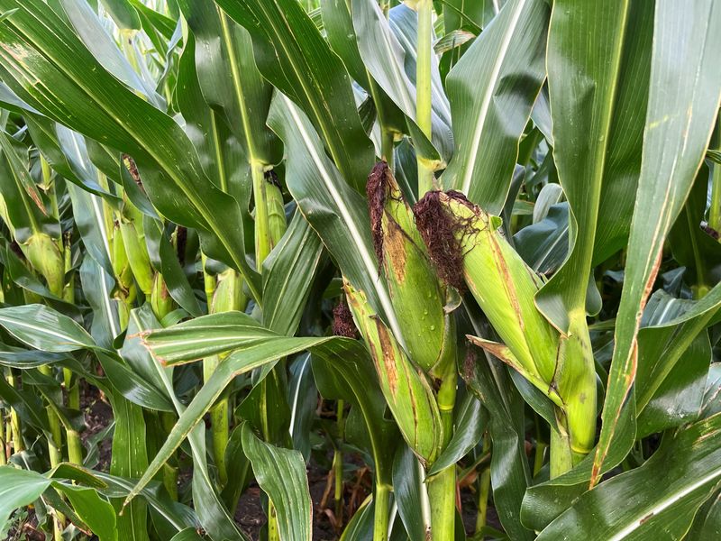 USDA projects record US corn crop, biggest harvested acres since 1933