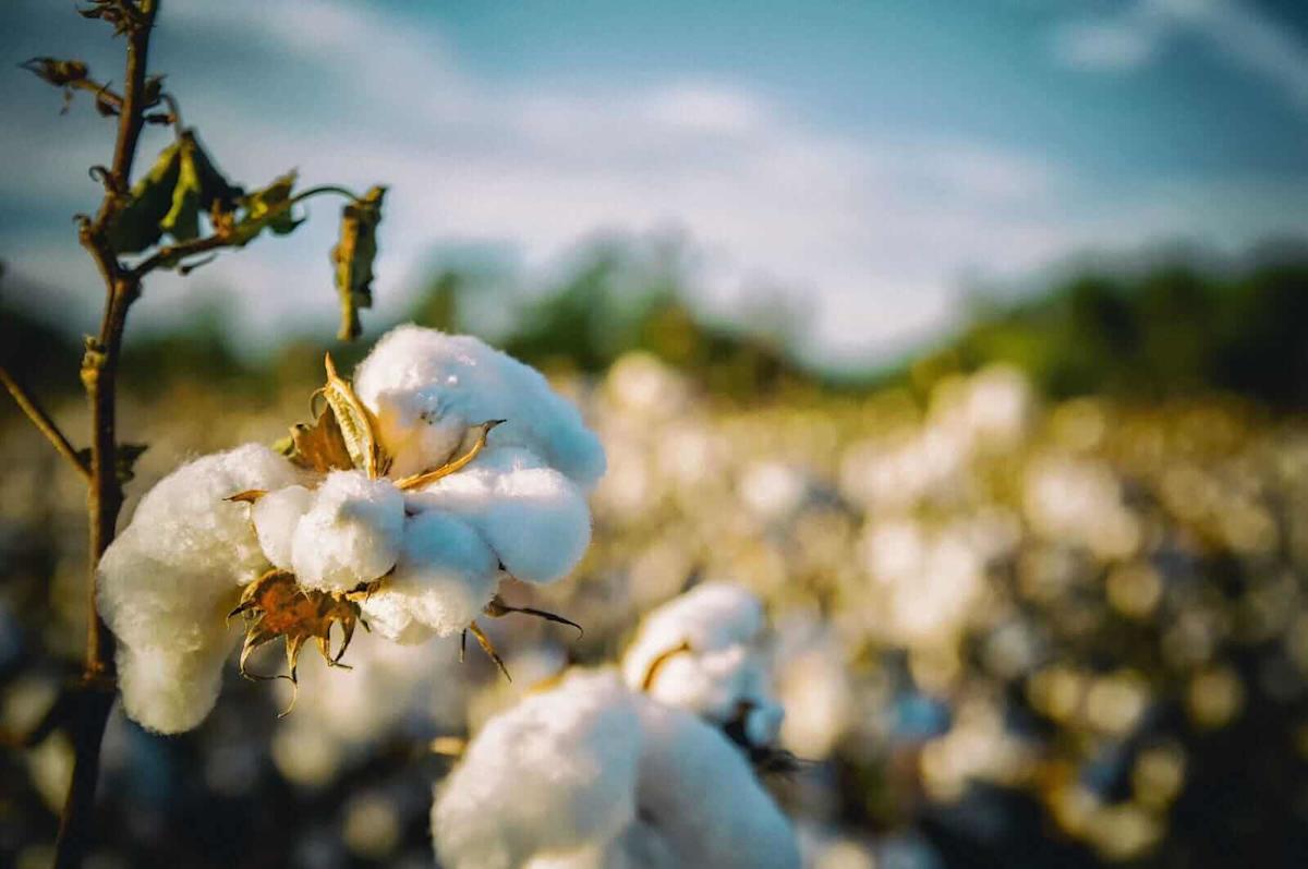 Cotton Close Higher as USDA Leaves Balance Sheet with Minimal Changes