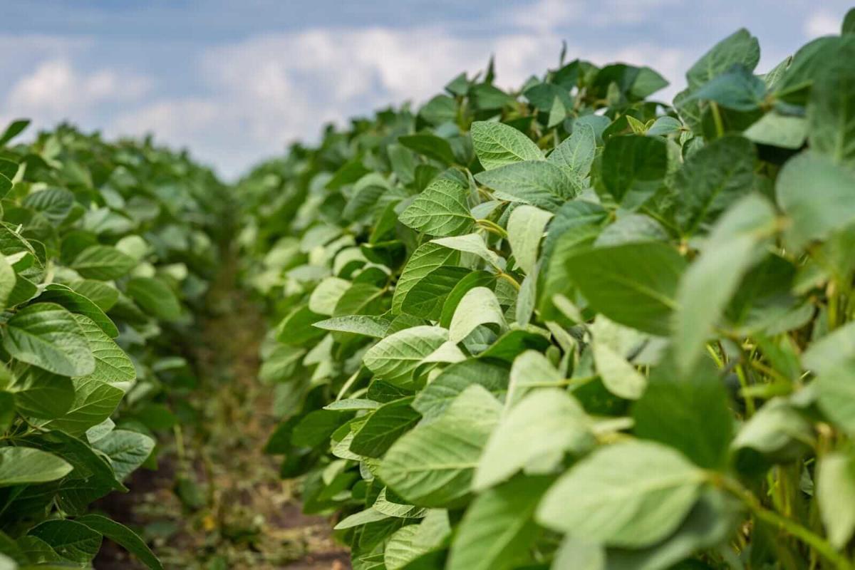 Soybeans Post Gains, as Bean Oil Leads the Charge