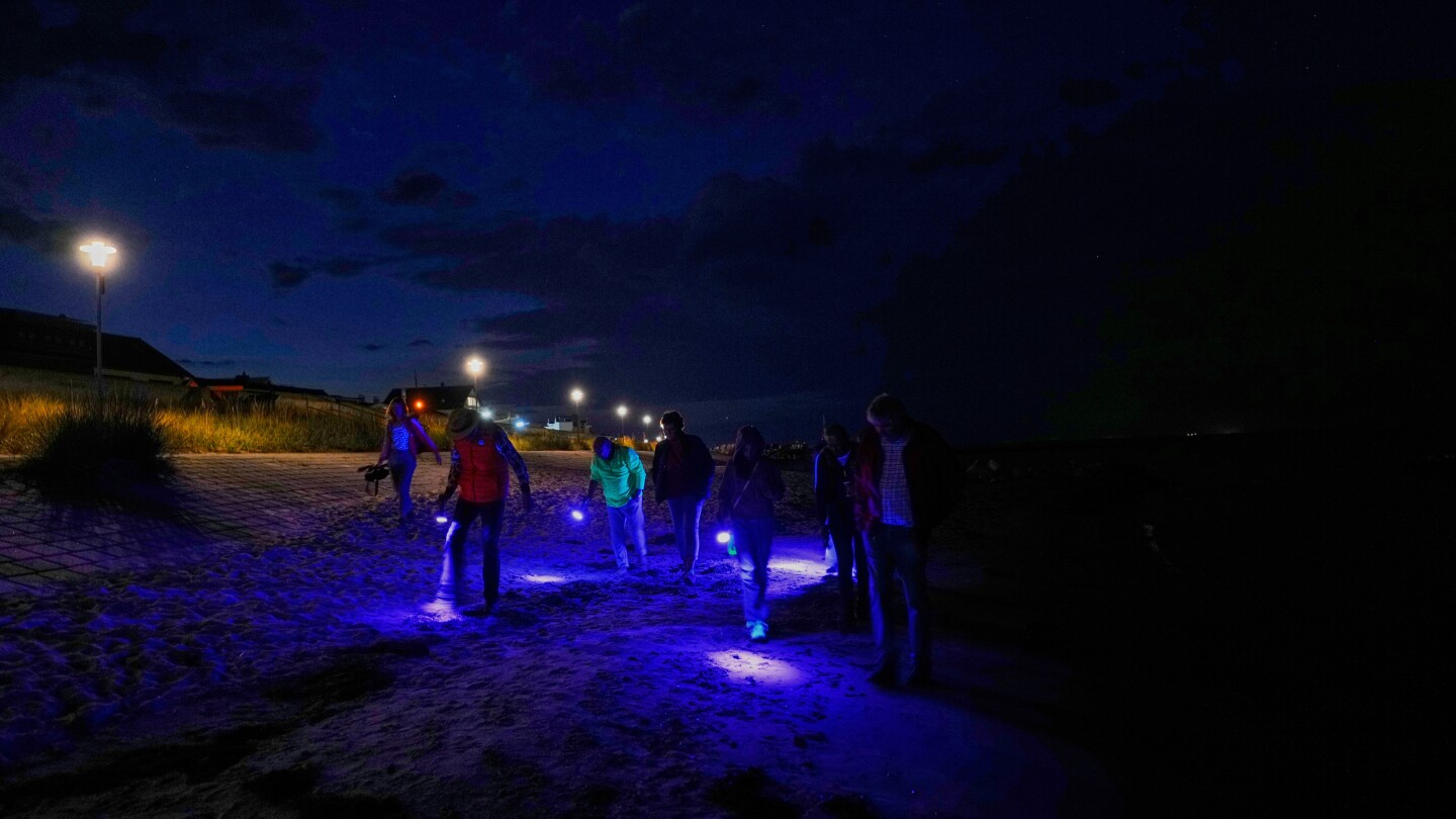 All along the German Baltic coast, people scour the beaches for shiny amber
