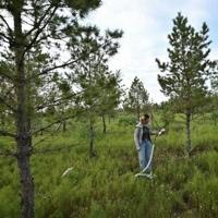 China’s ‘Great Green Wall’ brings hope but also hardship | National