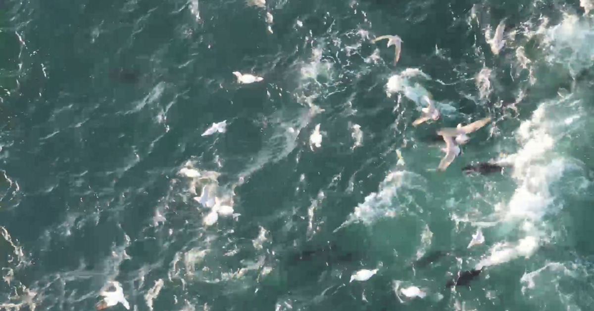 ‘Expensive’ bluefin tuna embarks on feeding frenzy | National