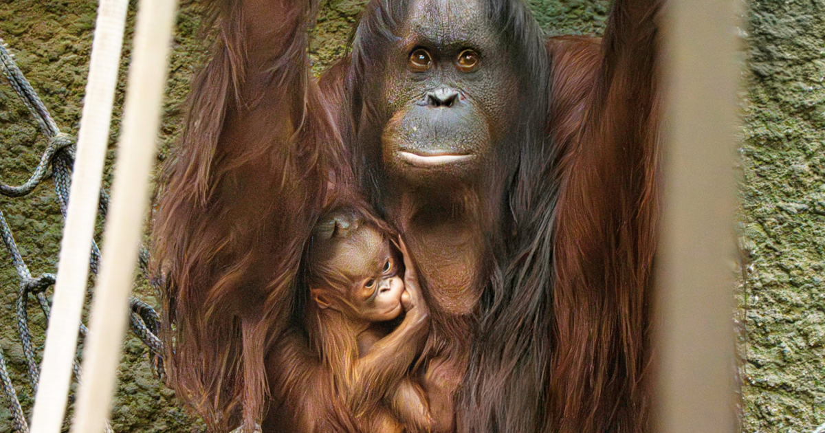 Zoo celebrates birth of critically endangered orangutan | National