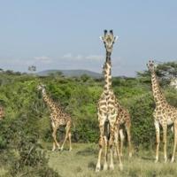 Kenya conservation areas evolve to keep Maasai and wildlife together | National
