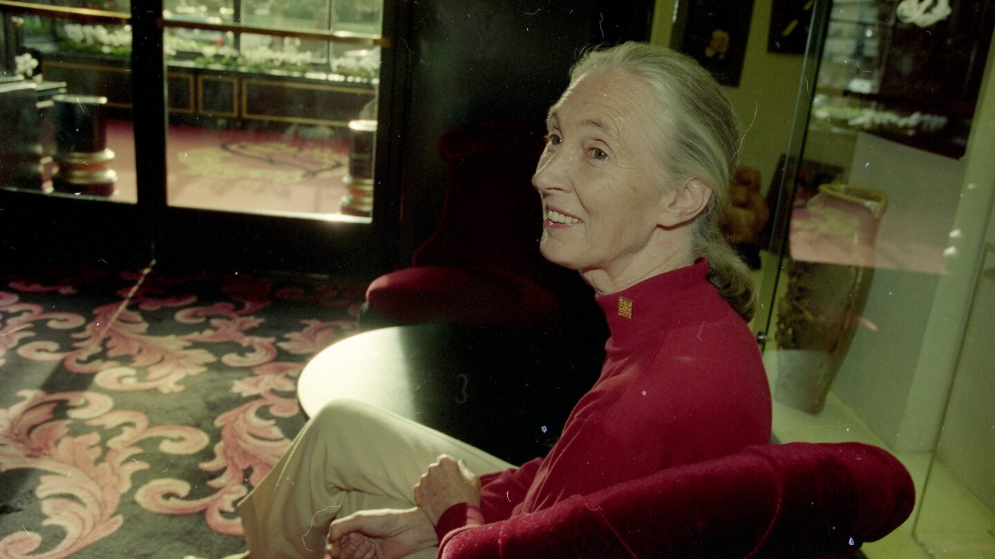 Remembering Jane Goodall: A life dedicated to wildlife