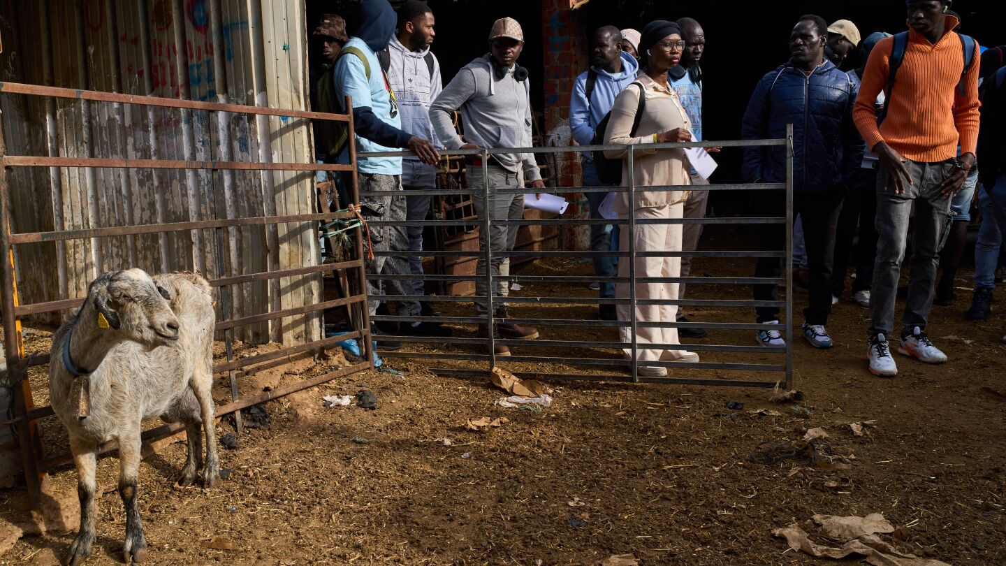 African migrants help fill a shortage of shepherds in Spain