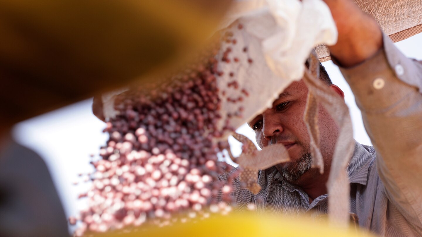 Trade war opens Chinese market to Brazilian soybean producers