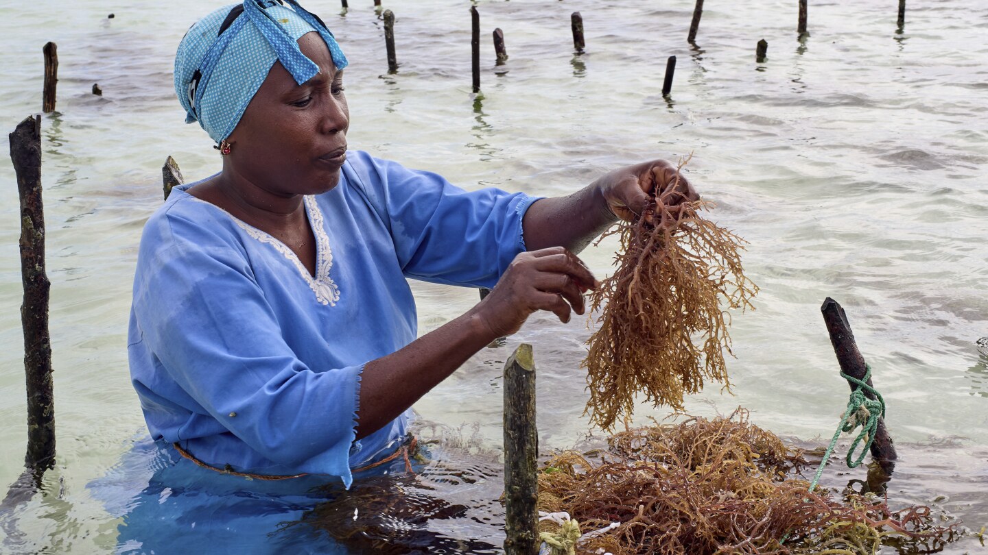 Zanzibar is seeing a seaweed boom, and local women farmers try to cash in