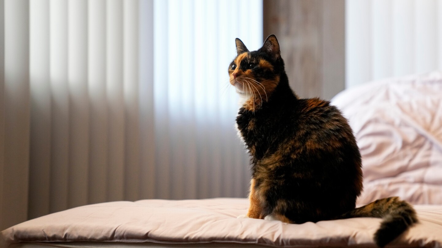 <br />
<b>Warning</b>:  Undefined variable $myimgalt in <b>/www/wwwroot/akbannernews.com/wp-content/themes/ennews001/single.php</b> on line <b>213</b><br />
