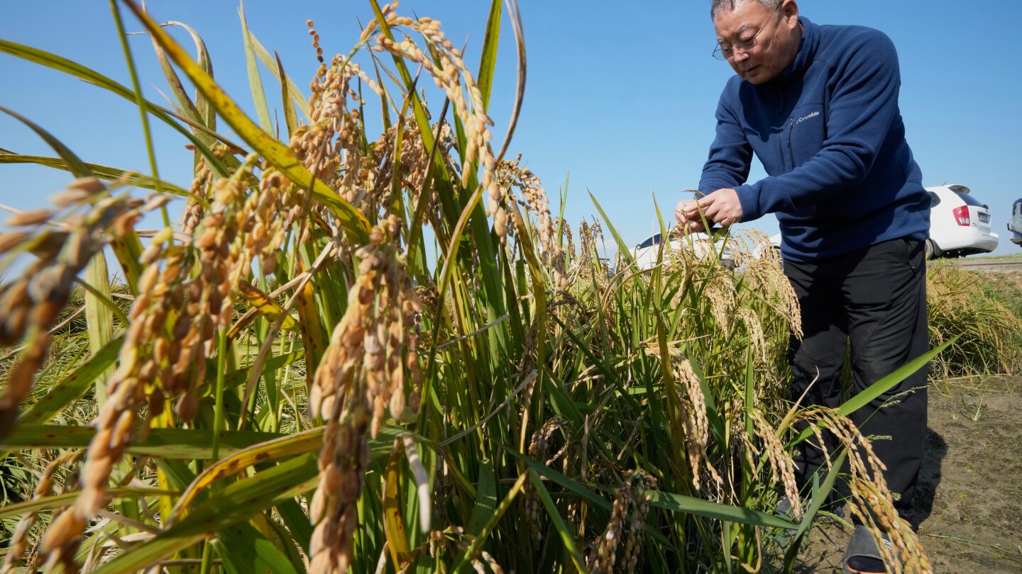 Farmers sue South Korean utility for crop damage from climate change
