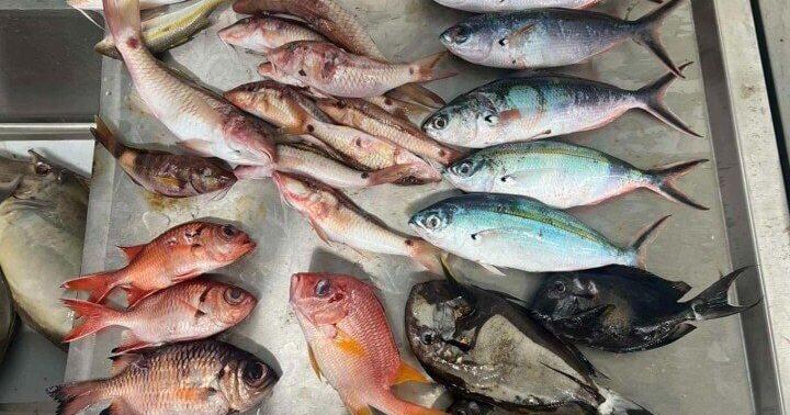 Even fish from remote parts of world still soiled by microplastics | National